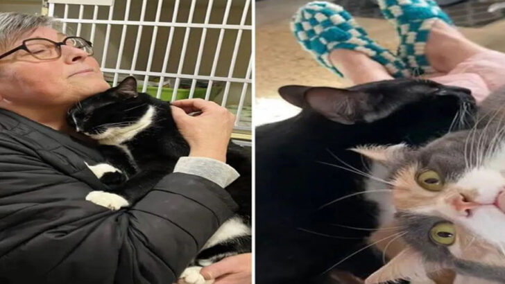 Cat Rescued from Shelter After Nearly a Year of Being Overlooked, Now Living His Best Life