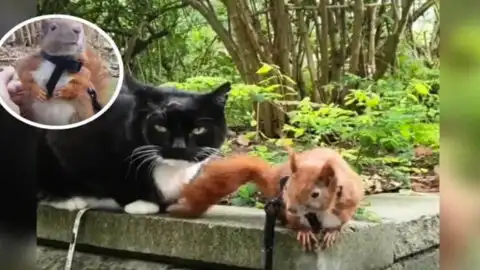 Cat Takes on Role of Foster Parent to Rescued Squirrel
