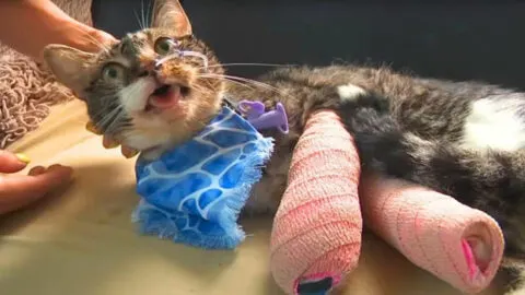 Cat Thrown From 12th Floor in Wisconsin is Rescued by Foster Family Minutes Before Euthanasia