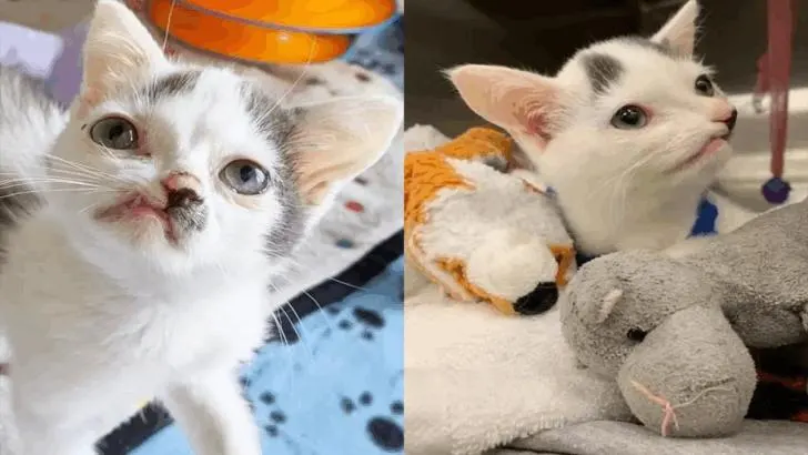 Charming Cat Seeks Unconditional Love with His Unique, One-of-a-Kind Face