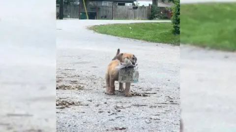 Charming Stray Puppy Proudly Holds a Newspaper in His Mouth, Showcasing His Resilience