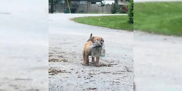 Charming Stray Puppy Proudly Holds a Newspaper in His Mouth, Showcasing His Resilience