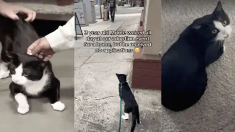 Chatty Shelter Cat Finds a Forever Home at Last