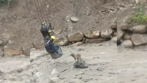 Compassionate Workers Swiftly Respond After Discovering Dog Trapped in Tumultuous River