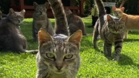 Could This Be the Best Job Ever? A Cat Sanctuary Housing More Than 600 Feline Friends!