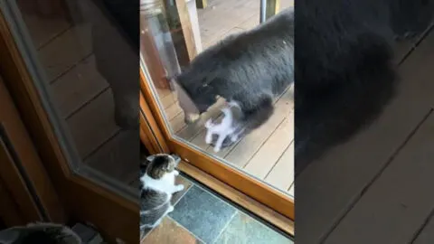Courageous Cat Drives Away Black Bear from Family Home