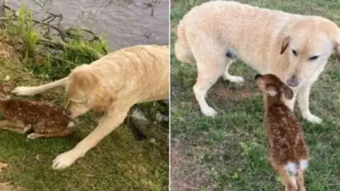 Courageous Goldendoodle Saves Baby Fawn from Drowning in a Lake