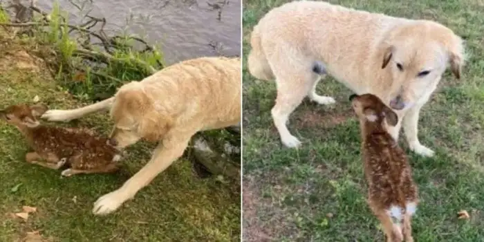 Courageous Goldendoodle Saves Baby Fawn from Drowning in a Lake