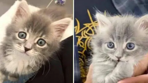 Delicate Kitten Purrs Her Way to Recovery and Blossoms into a Joyful Fluff Ball