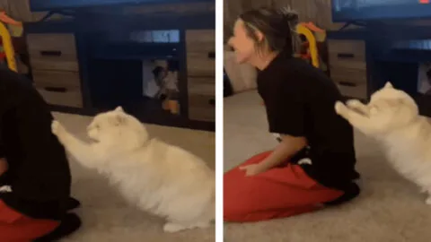 Discover the Cat Who Loves to Give Back Rubs