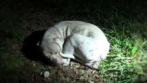 Dog Abandoned in Remote Area Finds Hope When Rescuers Spot and Assist Him