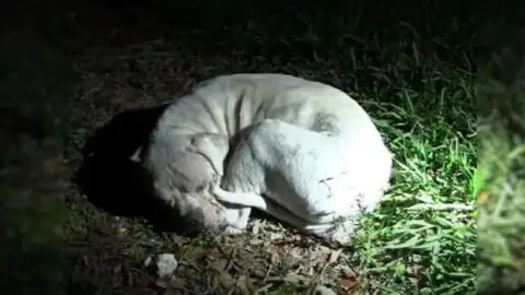 Dog Abandoned in Remote Area Finds Hope When Rescuers Spot and Assist Him