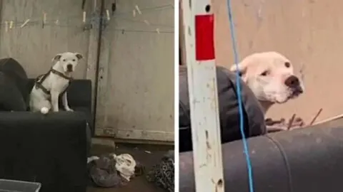 Dog Left Alone Waits in the Rain for the Return of His Family