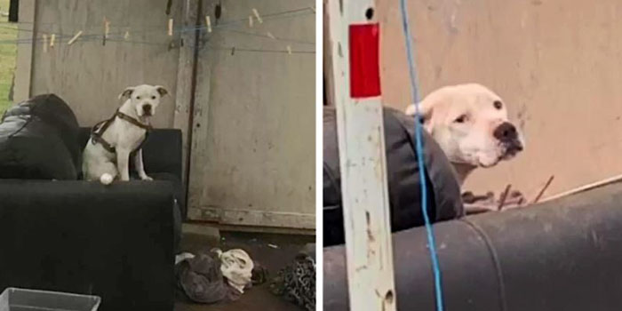 Dog Left Alone Waits in the Rain for the Return of His Family