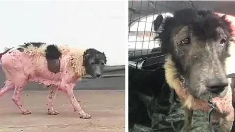 Dog Left Behind and Injured in an Accident Cries When She Sees Her Neighbor