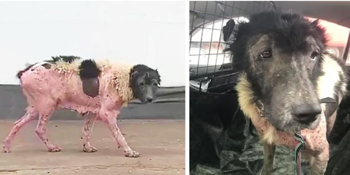 Dog Left Behind and Injured in an Accident Cries When She Sees Her Neighbor