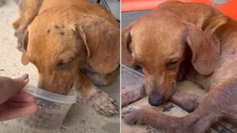 Dog Left Outside a Store Refuses to Move Until His Owner Returns