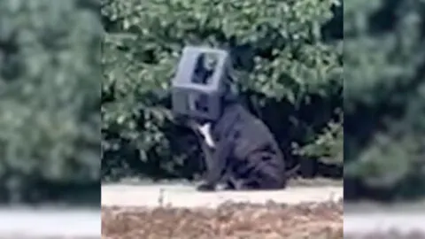 Dog Rescued After Being Trapped with Head Stuck in Plastic Box for Days