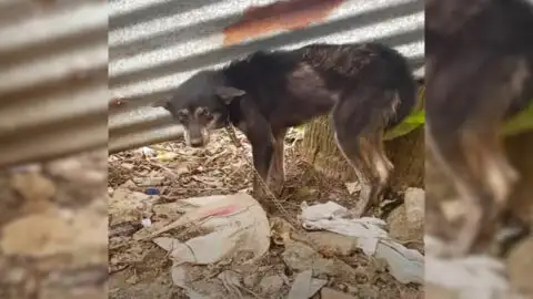 Dog Who Was Once Tethered to a Fence Now Relishes Running on the Beach and Embracing Her Freedom