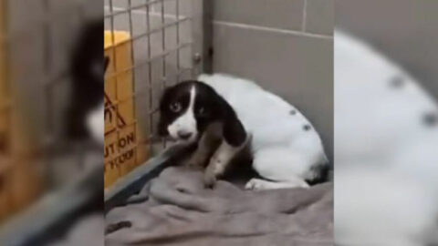 Dog’s Past Abuse Leaves Her So Afraid That She ‘Soils Herself’ at the Approach of Anyone
