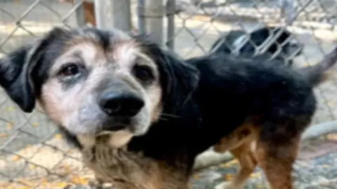 Elderly Dog Discovered ‘Fearful and Abandoned’ on the Highway Following Owner’s Deception Receives a Fresh Opportunity