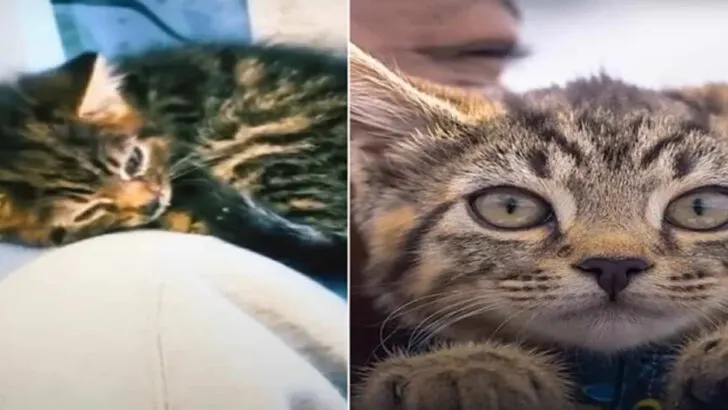 Evidence That Cats Select Their Human, Not the Other Way Around!