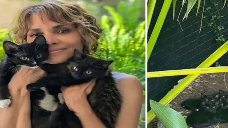 Ex-‘Catwoman’ Discovers a Family of Black Cats in Her Yard, and Here’s What Happened Next!