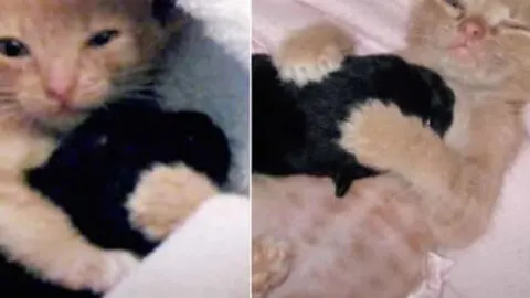Experience the Miracle: A Lost Kitten and an Abandoned Puppy Discover Love and Hope in Each Other!