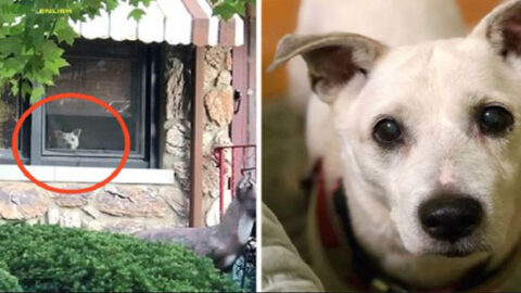 Faithful Dog Passed Away After 11 Years of Waiting by the Window Every Day for Its Owner’s Return