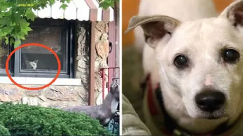 Faithful Dog Passed Away After 11 Years of Waiting by the Window Every Day for Its Owner’s Return