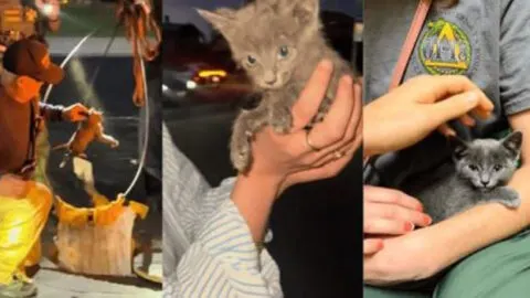 Firefighter Rescues Kitten Stuck in Rain Gutter for Days