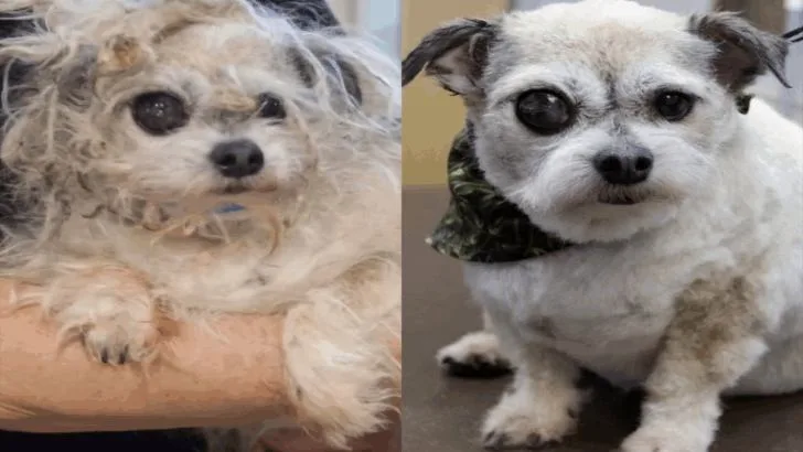From Matted to Marvelous: How a Senior Dog’s Makeover Changed His Entire Appearance