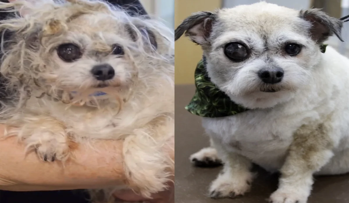 From Matted to Marvelous: How a Senior Dog's Makeover Changed His Entire Appearance