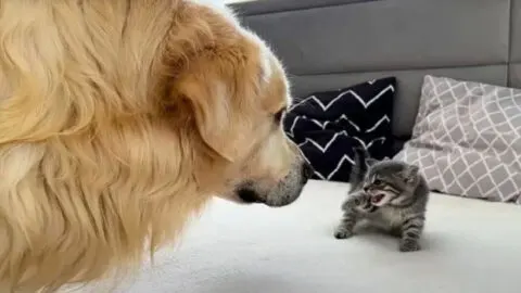 Golden Retriever Encounters Kitten for the First Time