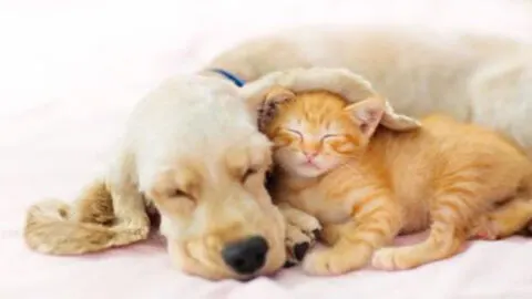 Golden Retriever Encounters Tiny Kitten for the First Time