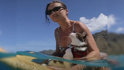 Hawaii Rescue Cat Surprises New Owners with an Unexpected Skill
