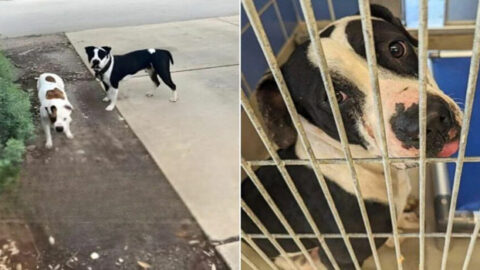 Heartbroken Pit Bull Left Behind as His Best Friend Finds a Forever Home