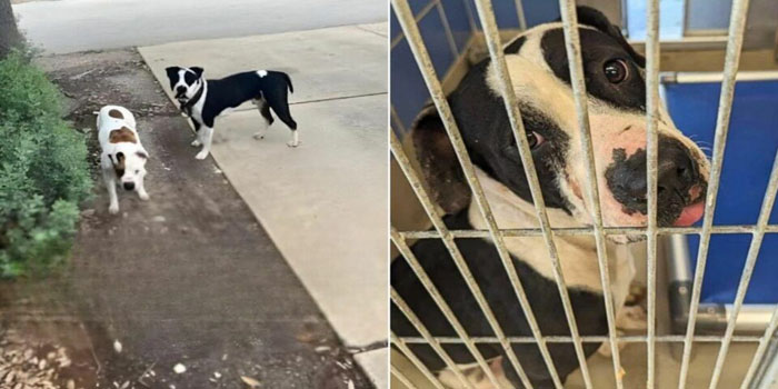 Heartbroken Pit Bull Left Behind as His Best Friend Finds a Forever Home