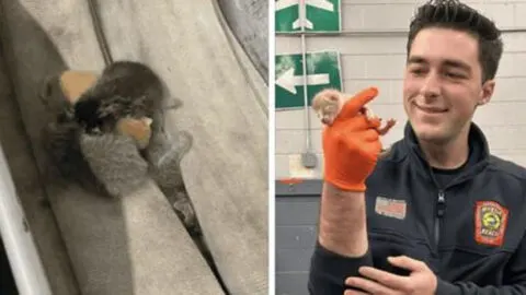 Heroic Firefighter Rescues Abandoned Kittens Snuggled in Fire Hoses