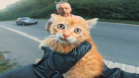 Heroic Motorcyclist Halts Traffic to Save Cat on Highway – A Heartfelt Thanks!