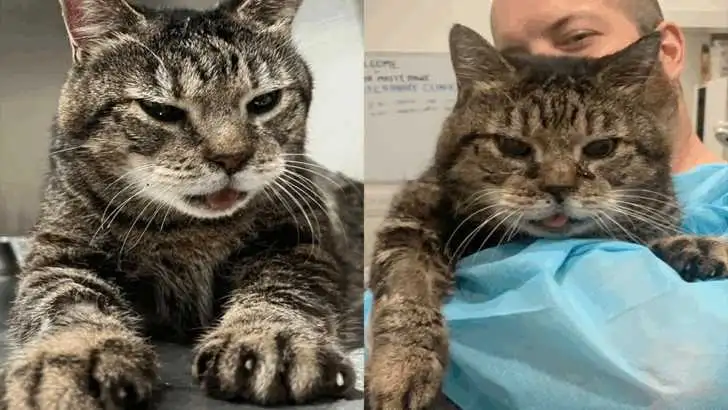 How 18 Days with Jack, the Rescued Senior Cat, Became Invaluable