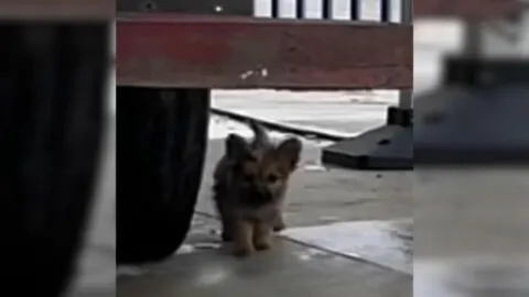 Hungry Stray Puppy Hides Under Construction Truck, Begging for Assistance