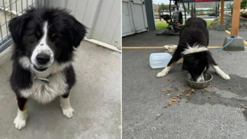 Idaho Shelter Staff Devastated to Discover a Fearful Border Collie Mix Tied to Their Donation Shed