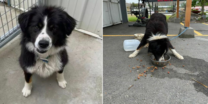 Idaho Shelter Staff Devastated to Discover a Fearful Border Collie Mix Tied to Their Donation Shed