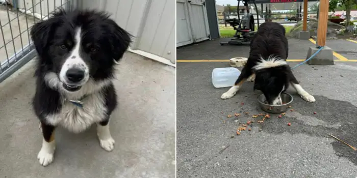 Idaho Shelter Staff Devastated to Discover a Fearful Border Collie Mix Tied to Their Donation Shed