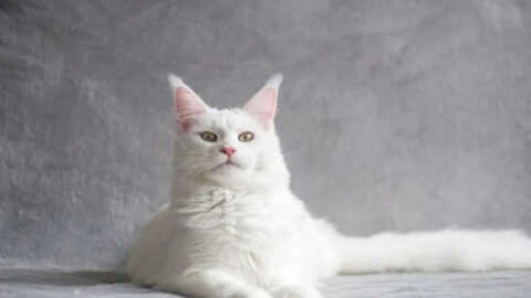 Information About the Maine Coon Cat