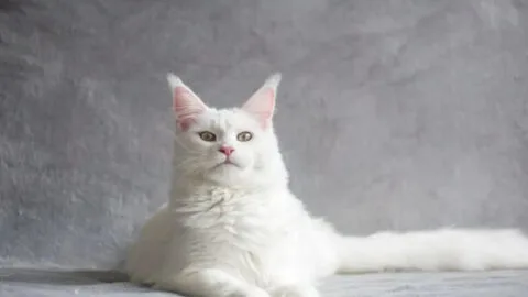 Information About the Maine Coon Cat