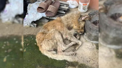 Injured and Mud-Covered Dog is Rescued by a Remarkable Hero and Given a Fresh Start