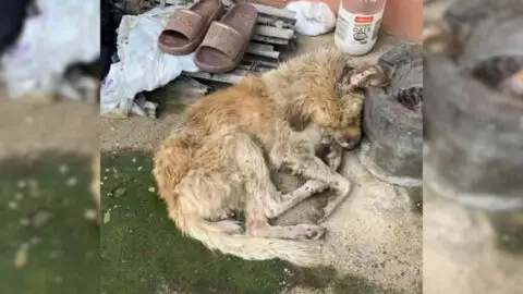 Injured and Mud-Covered Dog is Rescued by a Remarkable Hero and Given a Fresh Start