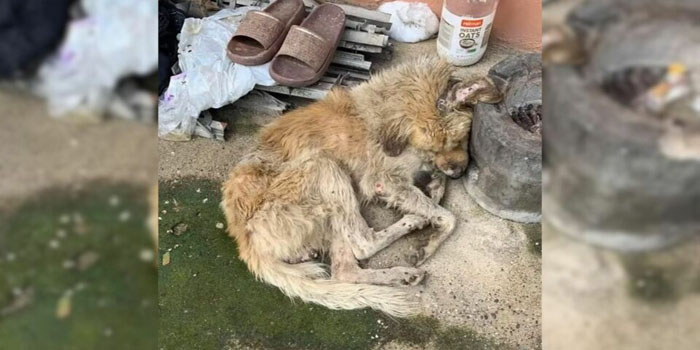 Injured and Mud-Covered Dog is Rescued by a Remarkable Hero and Given a Fresh Start
